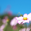コスモスを撮りに昭和記念公園に行ってきた(カメラ)