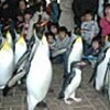 ペンギンさんのお通りだ&#12316;い!！　運動不足解消へ行進　長崎市の水族館