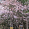 桜咲く