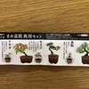 まめ盆栽栽培セットを買ってきた