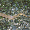 高貴なヘビ「タカチホヘビ」