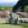 海津市『羽根谷だんだん公園』の八重桜が見頃。