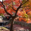 奈良公園・春日野の紅葉０２２年’（１１月下旬～１２月初め）