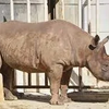 つぶやき～国内最高齢のインドサイ「ニルギリ」＠東山動植物園