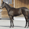 【2024年度】一口馬主　シルクホース　追加募集馬　馬体診断　セリユーズの２３