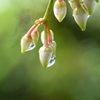 マンリョウに雨のしずく