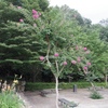 Lagerstroemia indica　サルスベリ