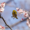 今年も梅とメジロを撮ってきたので、メジロの探し方をまとめてみた