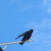 ご近所カラスの巣が見つからない