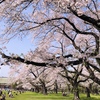 【東京・桜名所】犬連れお花見なら「小金井公園」1771本52種もの桜がゆったりと楽しめる！