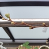 おうち菜園　ぶどうが芽をだしたけね