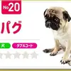 【❤️抜け毛が多い人気犬種ランキング】換毛期やダブルコートって？