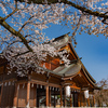 桜咲く富山の街中