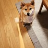 犬も歯磨きが大切！