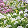 「グリーンプラザ山長（奈良県生駒市） - PW スーパーベル 入荷しました！（2025年5月18日）」