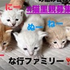な行ファミリー！里親募集！！