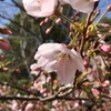 【自宅でお花見】桜をテーマに1分の簡単ムービーを作ってみた