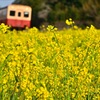 10.菜の花で鉄道風景が一気に春景色