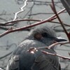 ゲラニウムの鉢を動かす
