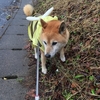 これから暮らす住宅を娘が見に行きました