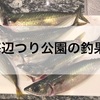 【堤防】海辺つり公園でサビキ釣り