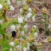 ブルーベリー→マルハナバチとシュート　昼休み、ラクウショウの新芽