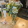11月の花。10日経過。