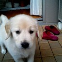 reiaton-golden’s blog