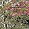 まんぼぅくん、隅田公園の八重桜　その16