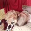 犬と赤ちゃんのお昼寝