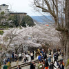 京都　桜　その３