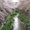 防災訓練と三沢川の桜