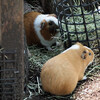 5月4日は上野動物園無料開放デーでした