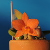 Cattleya  cernua`Setting Sun'