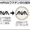 新型コロナ対策(mRNAと関連銘柄)