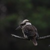 Laughing Kookaburra　ワライカワセミ