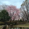 さくら・桜　　その２