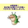 水質改善！我が家の水槽にキモかわいいマガキガイを導入しました。