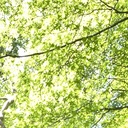 ヘナカラーとは 一般の人気 最新記事を集めました はてな