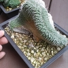 菊水綴化　　花籠の芽吹き　キター
