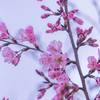 幻の桜・ヤエヒガン：環水公園