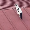 せせらぎの小道：吾輩達は猫である