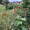 まだまだ咲いてるトラディション95