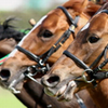 競馬のレースで勝てなくても｜人気の高いオンラインカジノを種類別に比較して…。｜スマホで稼ぐ１００万円！