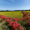 奈良県の彼岸花撮影スポット5選を紹介。まさに万葉ならではの情景。