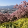 河津桜を楽しむハイキング：関東近郊