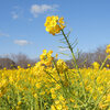 菜の花が咲き始め小鳥は楽しく歌います！