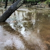 日々のルーチン　朝ン歩 今朝も雨