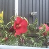草芙蓉