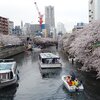 大岡川桜まつり